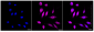 KD-Validated Anti-Neuronal Calcium Sensor 1 Rabbit Monoclonal Antibody